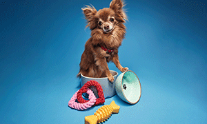 A GIF of a small brown dog and colourful pet accessories. 